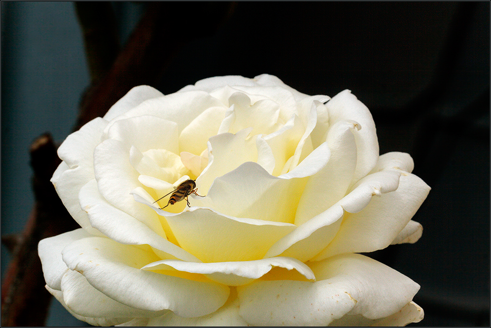 Für mich eine besondere Rose