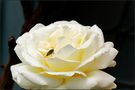 Für mich eine besondere Rose by Ela Ge 