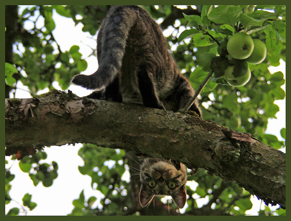 Für mich hängen dieses Jahr nicht nur Äpfel im Baum !!!!