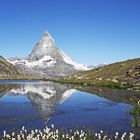 Für mich herrliches Wollgras am Riffelsee unterhalb des Gornergrates...