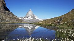 Für mich herrliches Wollgras am Riffelsee unterhalb des Gornergrates...