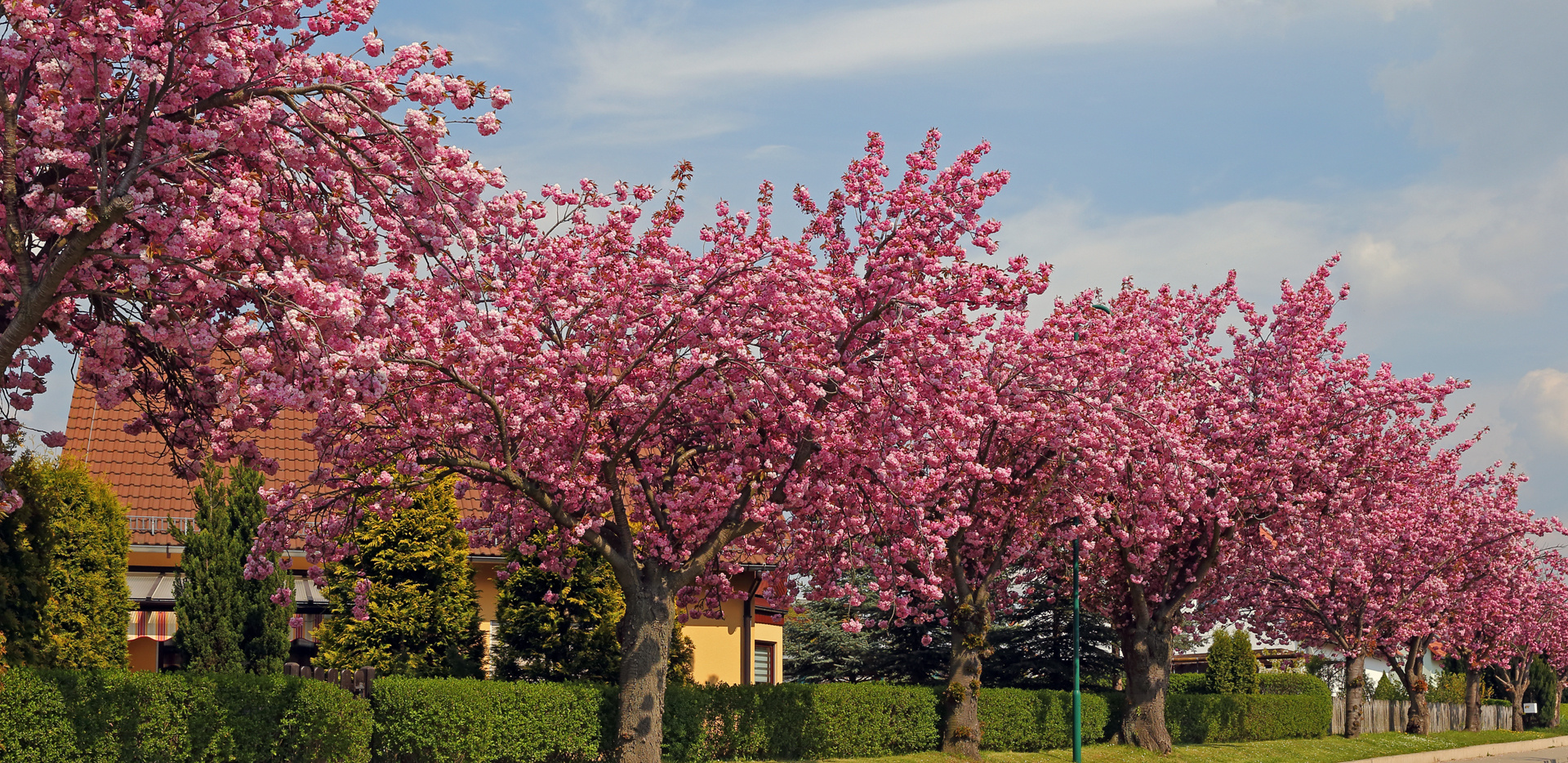 für mich im Landkreis im Frühling eine der schönsten Straßen in Borthen...