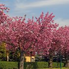 für mich im Landkreis im Frühling eine der schönsten Straßen in Borthen...