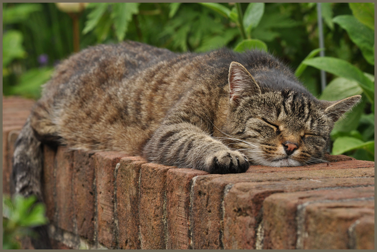 Für mich ist immer Weltkatzentag !