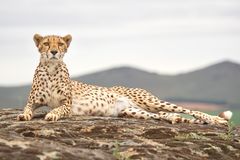 Für mich "medium rare", bitte!