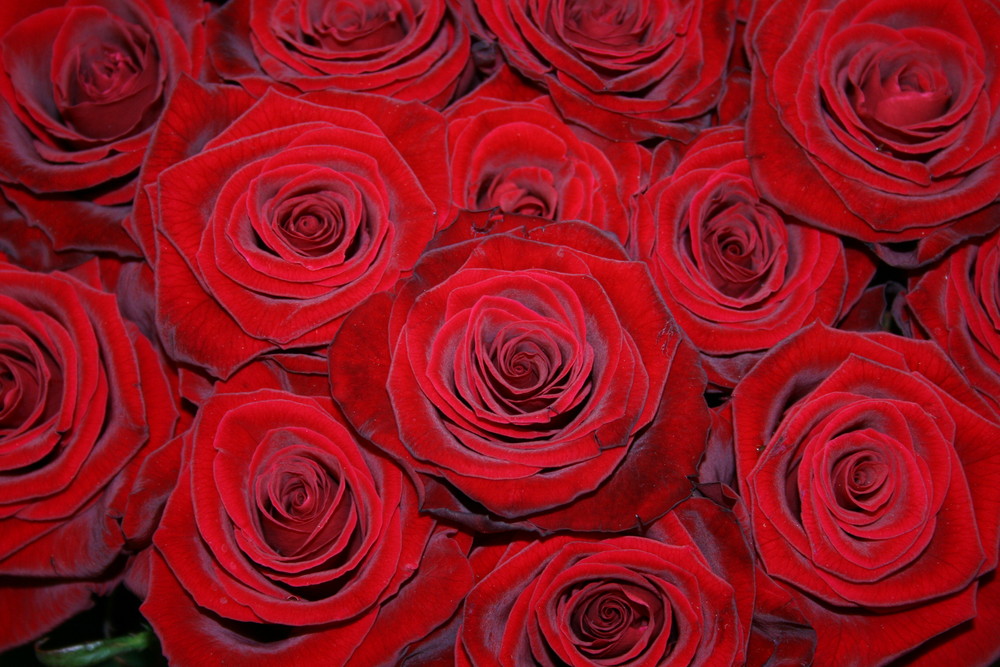 Für mich soll's rote Rosen regnen Foto & Bild | pflanzen, pilze