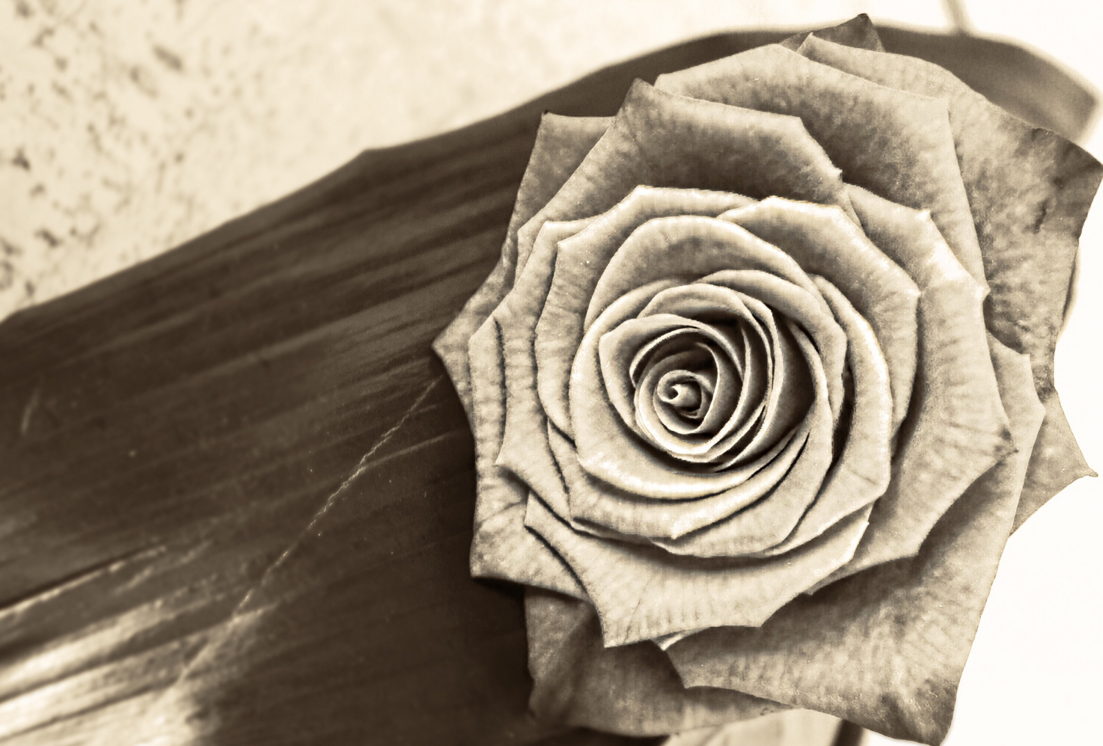 Für mich soll's rote Rosen regnen Foto & Bild | archiv, a r c h i v