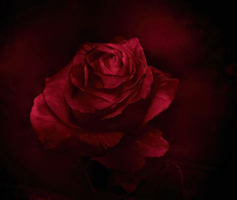 „Für mich soll's rote Rosen regnen".. 