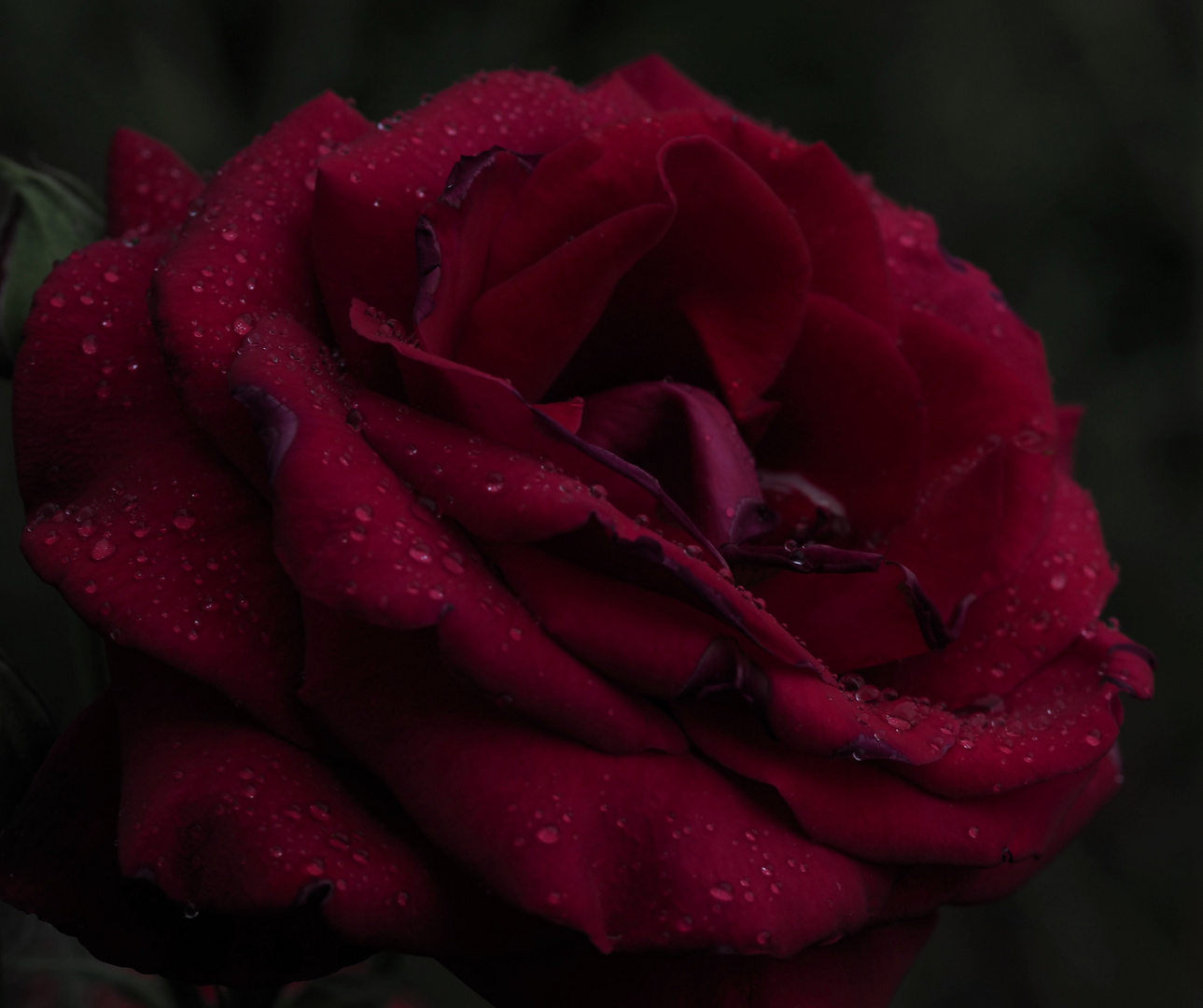 für mich solls rote Rosen regnen