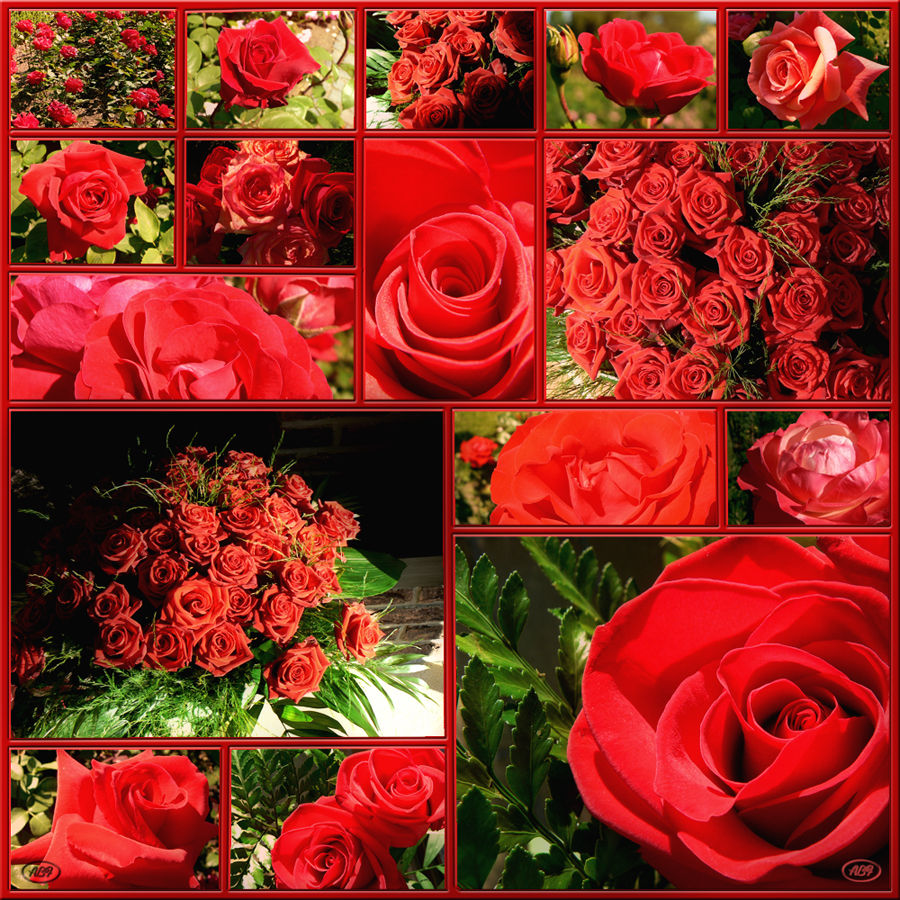 Für mich soll´s rote Rosen regnen... Foto & Bild | bearbeitungs