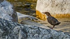 Für mich stets ein fotogenes Vögelchen - die Wasseramsel