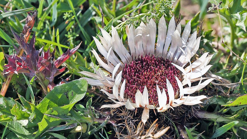 für mich strahlend schön die Silberdistel-Carlina acaulis...