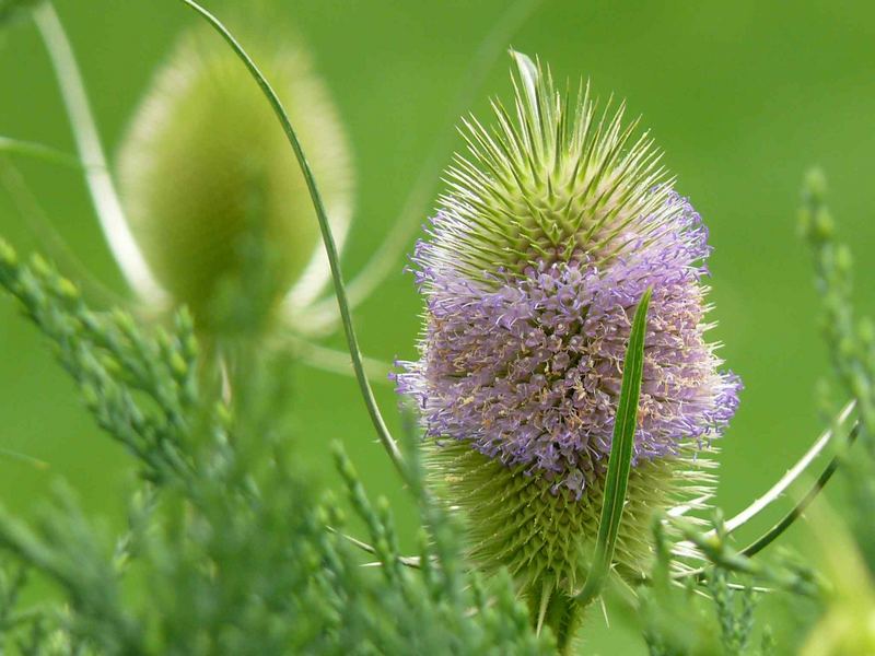 Für mich war das immer eine Distel...