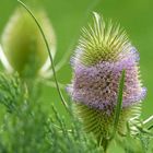 Für mich war das immer eine Distel...