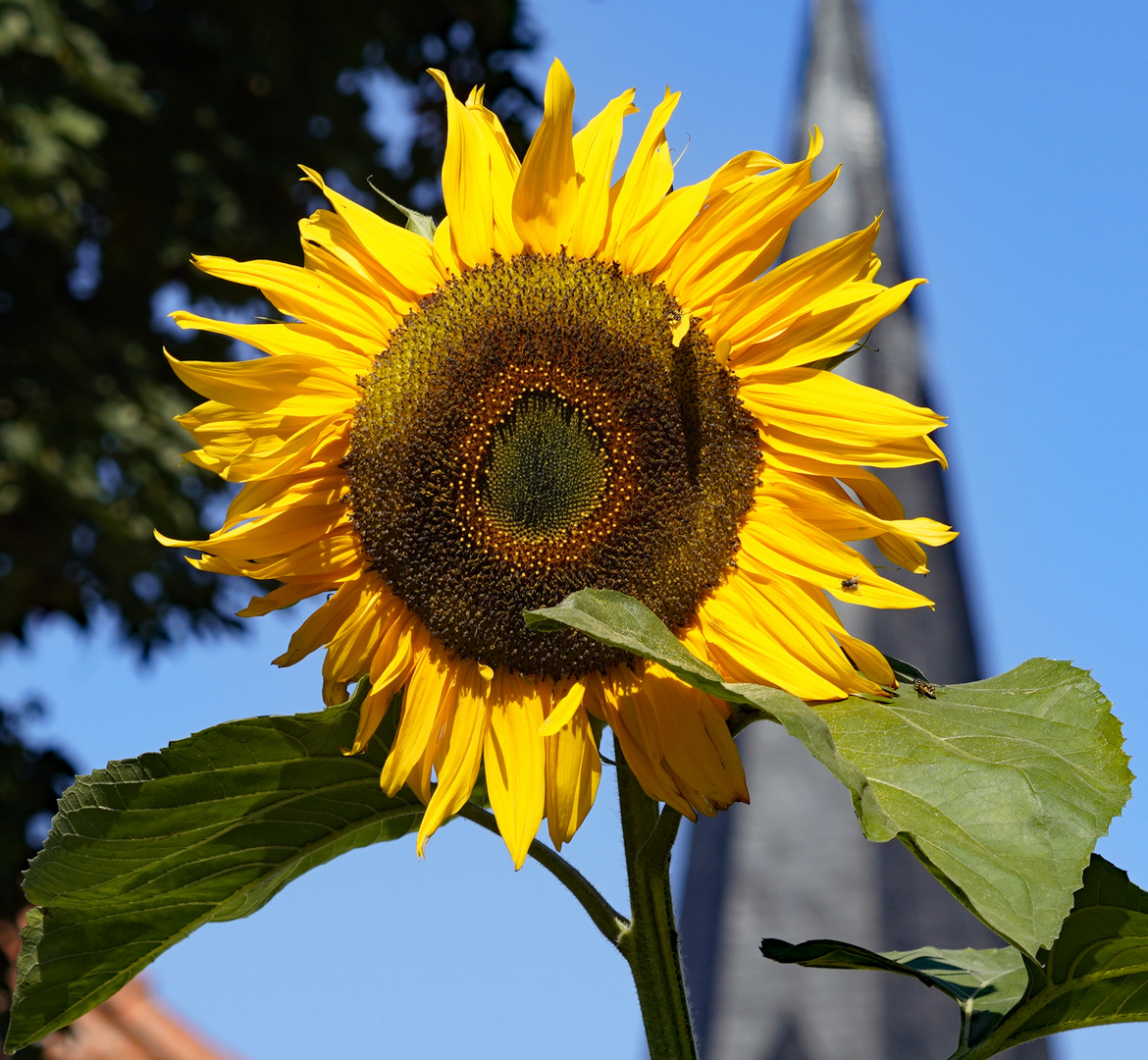 Für  Mittwoch eine Sonnenblume