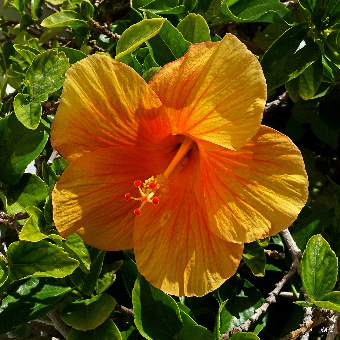 Für Morgen: Mittwochsblümchen: Hibiskusblüte ...