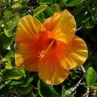 Für Morgen: Mittwochsblümchen: Hibiskusblüte ...