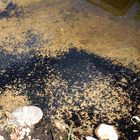 Für Nachwuchs ist gesorgt: Kaulquappen von Kröten in meinem Teich