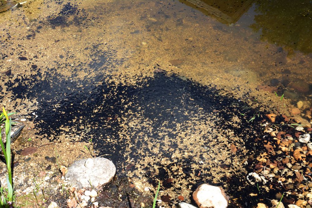 Für Nachwuchs ist Kaulquappen von Kröten in meinem Teich Foto