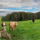 für Natur Liebhaber