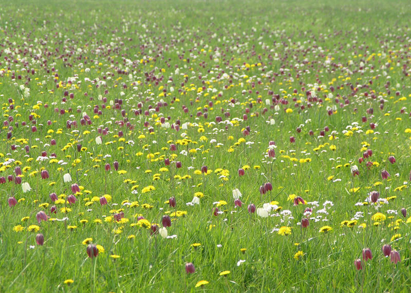 Für Naturliebhaber