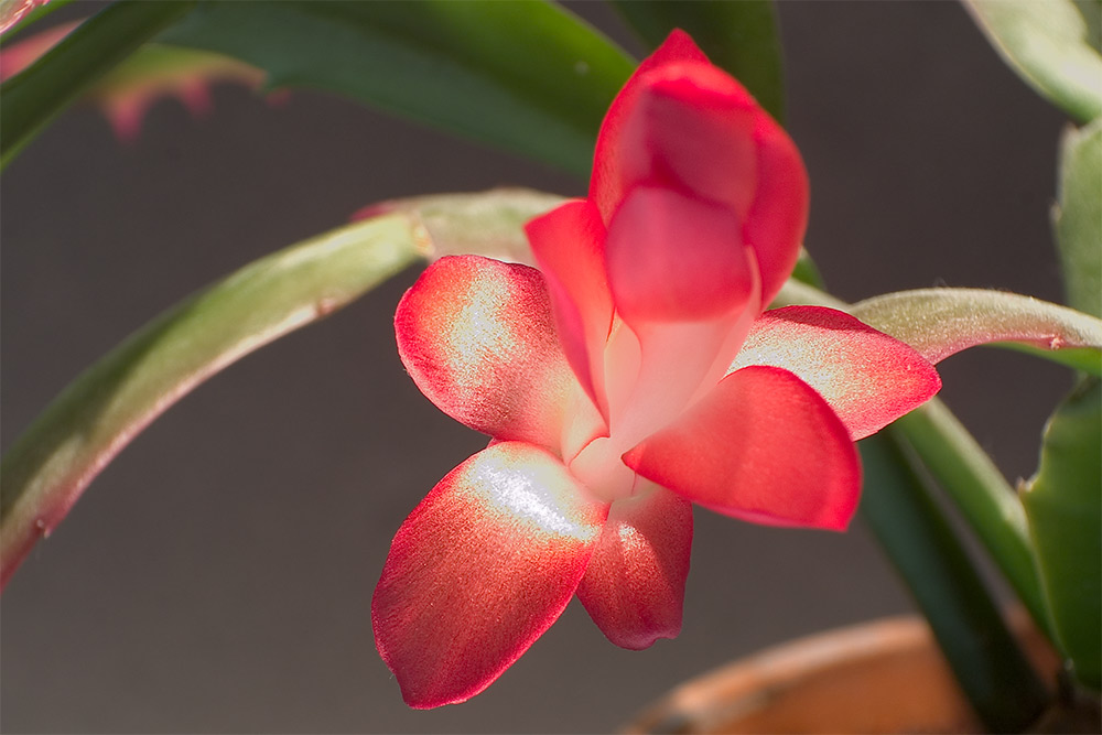 Für nen Blumenstrauß zu klein