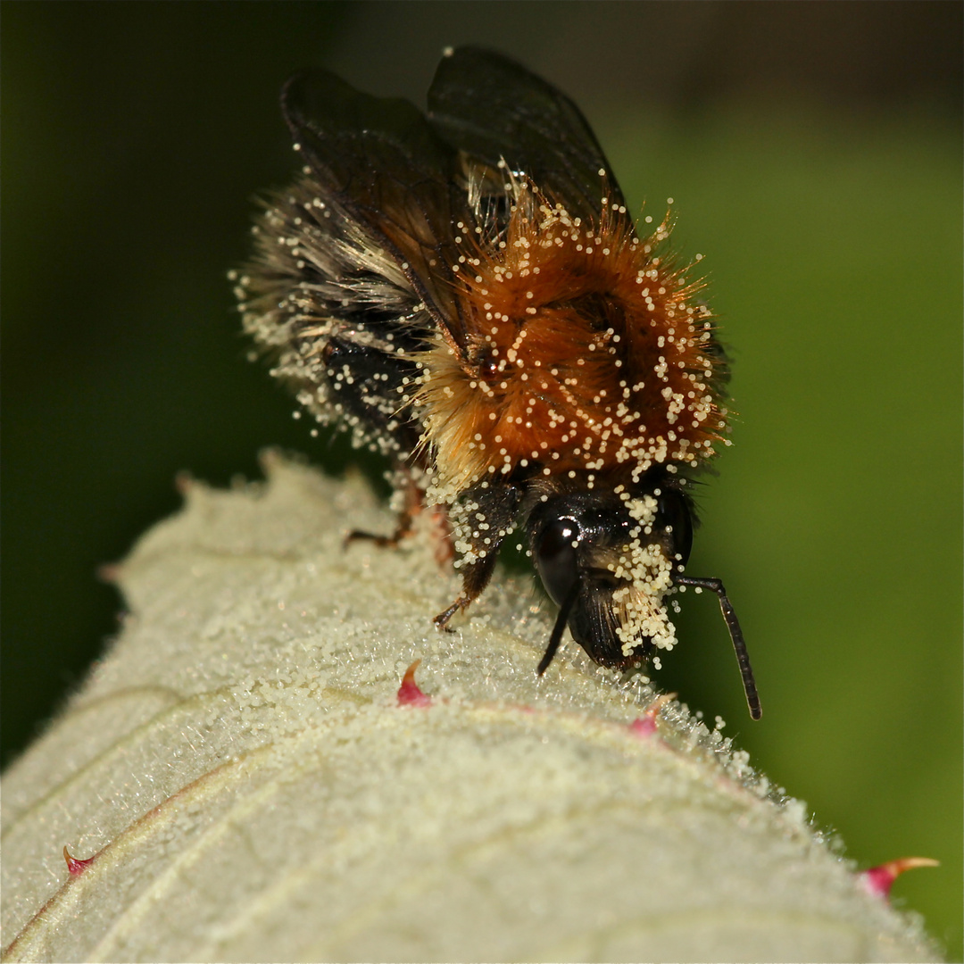 FÜR OTHMAR: Fuchsansitz am Zwangspaß im Winter . . .