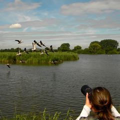 Für Peter (B-DOG) und seine wunderbaren Gänsefotos . . .