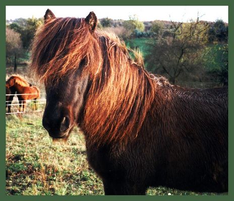 Für Petra Balai : Frekkur