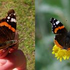 für Rainer Hagenbusch, wie fotografiere ich einen Schmetterling
