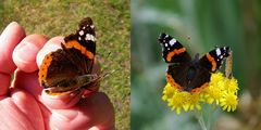 für Rainer Hagenbusch, wie fotografiere ich einen Schmetterling