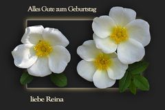 FÜR REINA