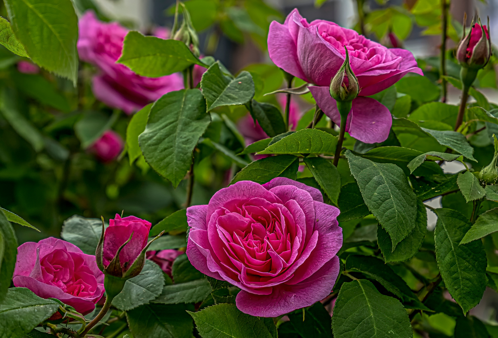 Für Rosenfans