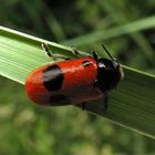 Für Rosi - das ist Dein Käfer von heute!    -   Fam. Blattkäfer, Chrysomelidae, 8 mm lang.