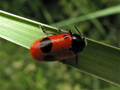 Für Rosi - das ist Dein Käfer von heute!    -   Fam. Blattkäfer, Chrysomelidae, 8 mm lang.