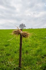 für Schafe verboten