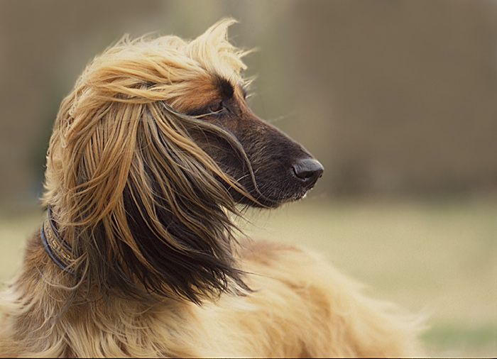 Für Sibille-Gabriele und alle, die Windhunde lieben - Windhund im Wind ;-)