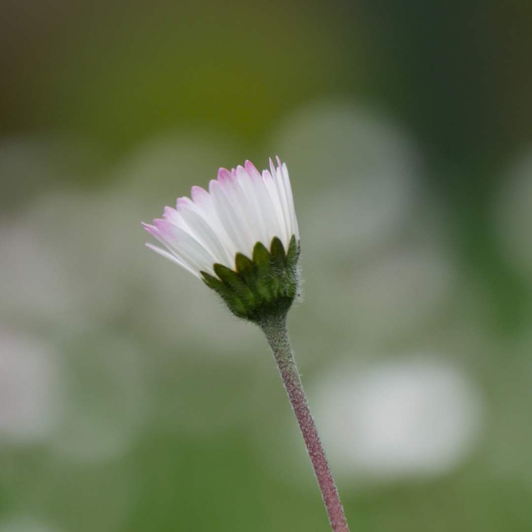 Für sich allein (Gänseblümchen)