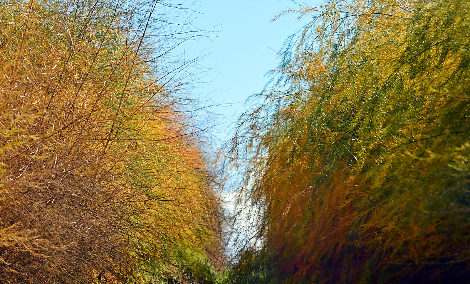 Für Städter: Herbst im Spargelwald