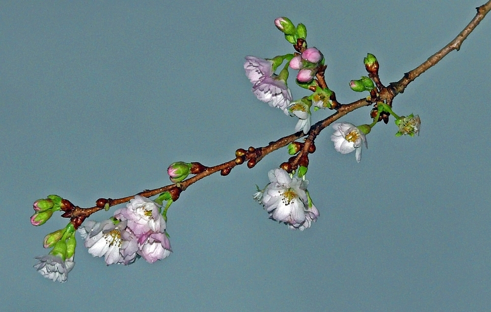 Für uns ist schon Frühling II