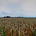 ...für unser tägliches Brot