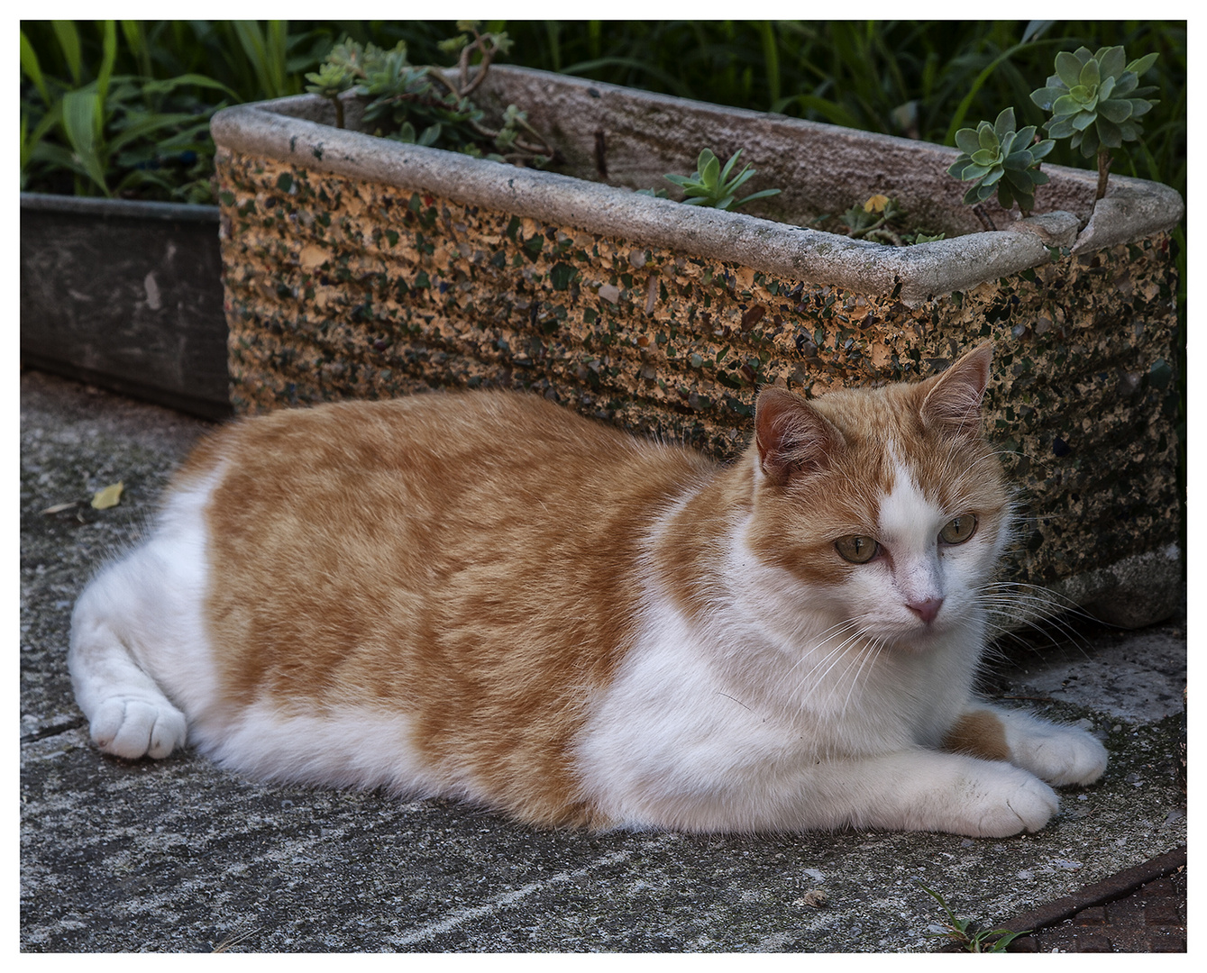 Für unsere Katzenfreunde