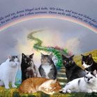 Für unsere Sternenfellkinder - zum Weltkatzentag
