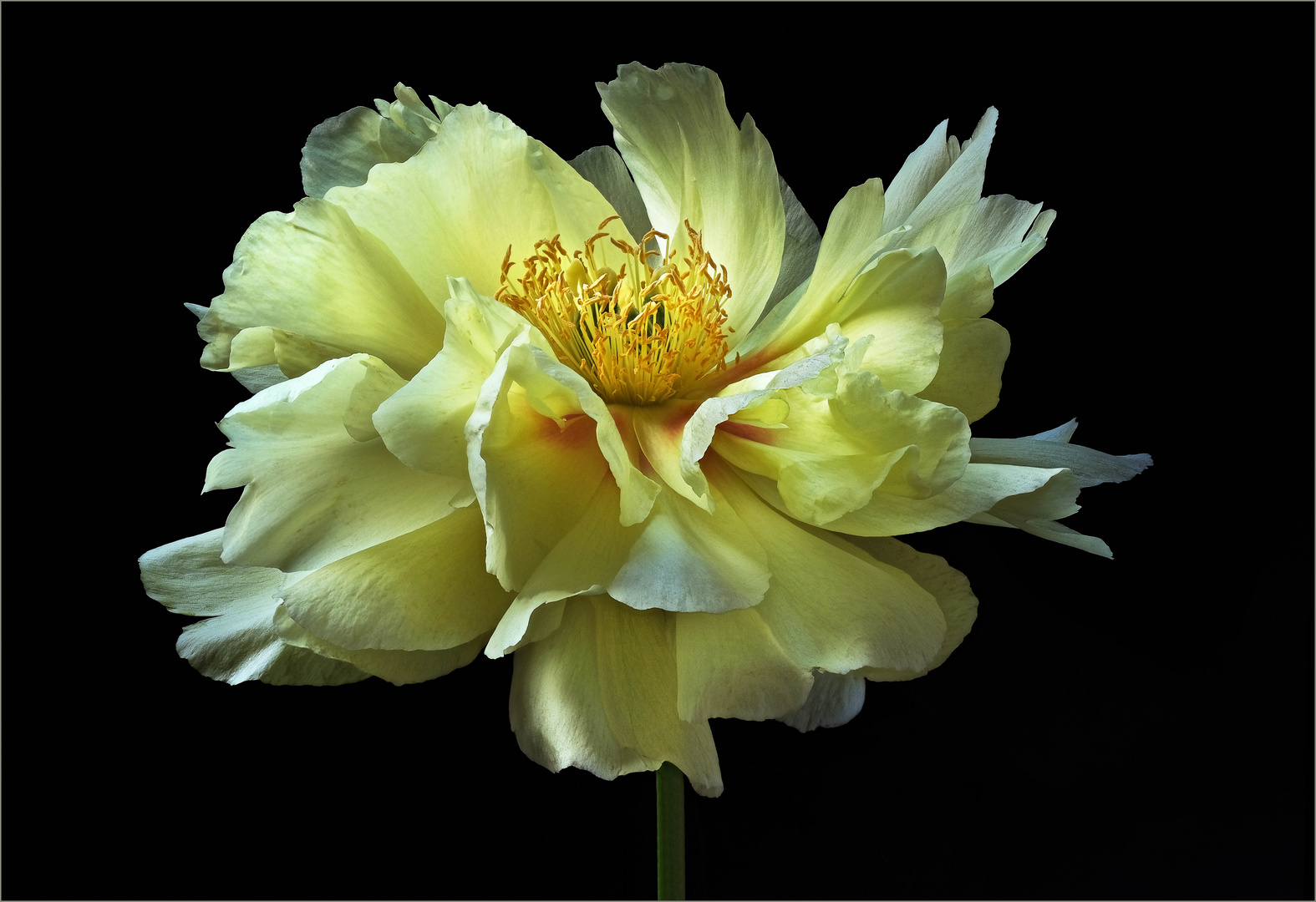 Für viele Gartenfreude sind Pfingstrosen die schönsten Blumen - ( Stacking Bild ) 