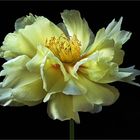 Für viele Gartenfreude sind Pfingstrosen die schönsten Blumen - ( Stacking Bild ) 