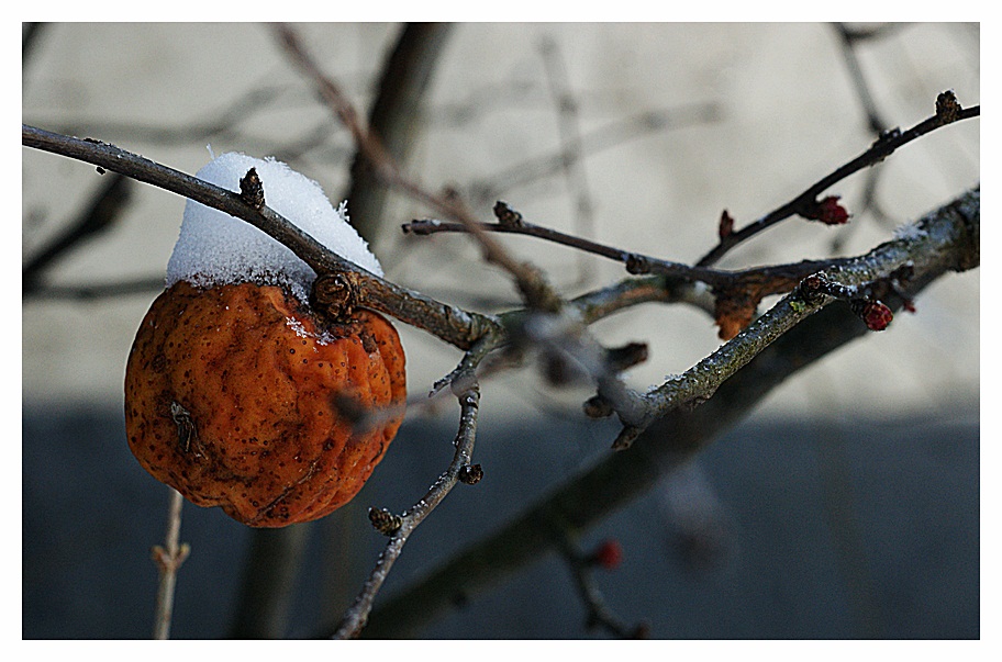 Für Vogel-Gourmets :-))