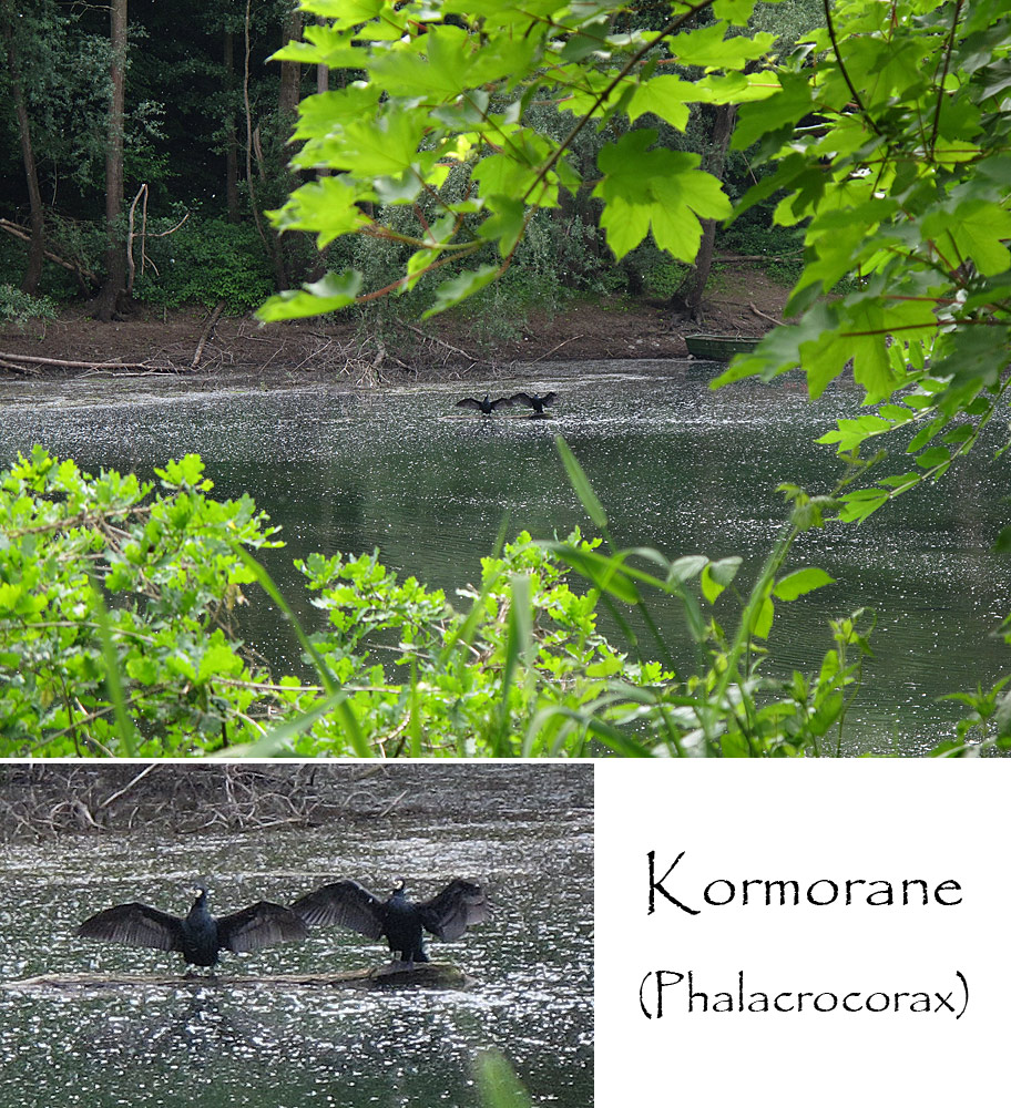 für wildlife-Aufnahmen ist ein 5x optischer Zoom oft leider zuwenig ...