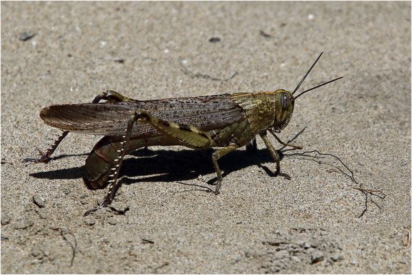 Für Zikadennachwuchs wird gesorgt