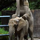 für Zoo-Nachwuchs ist gesorgt!