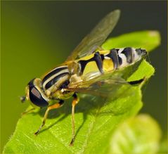 Für's Biologiebuch